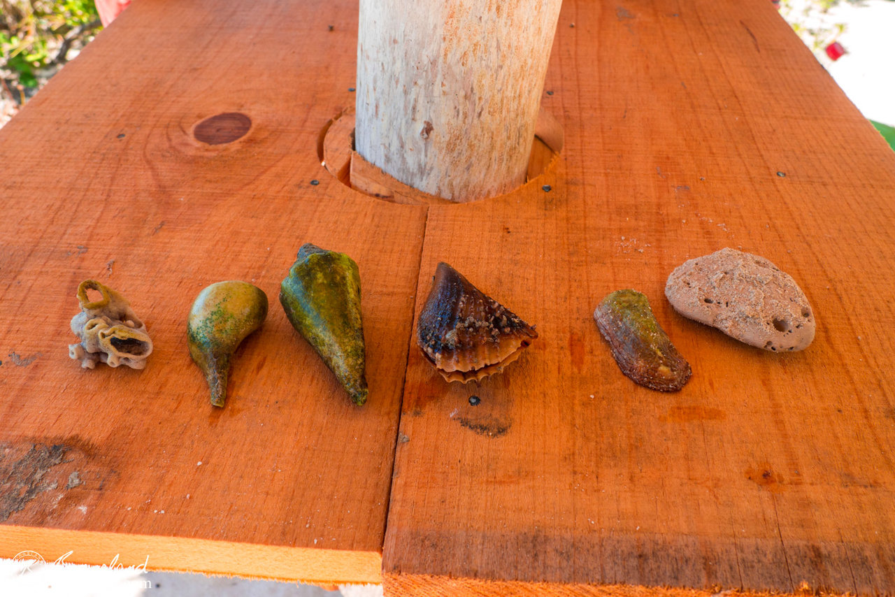 Some of the shells we found before we returned them to the sea.