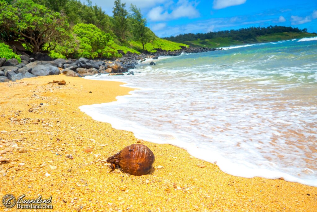 Coconut on the beach