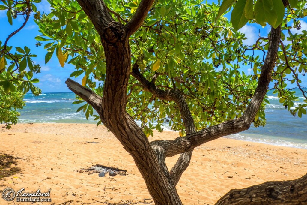 The view from under a tree