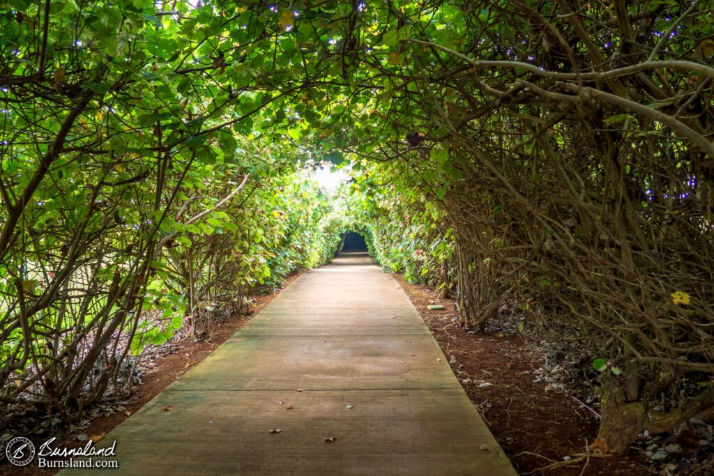 Walking through the tree tunnel. I bet it gets spooky at night.