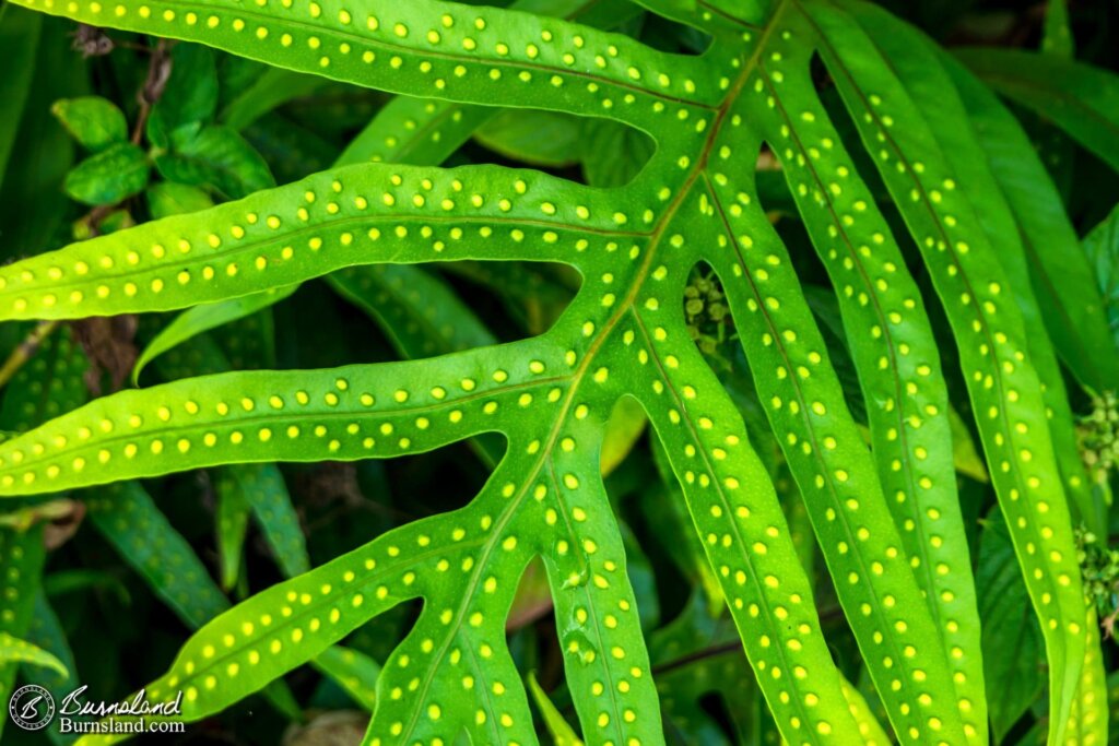 Lots of interesting plant life at Kilohana Plantation.