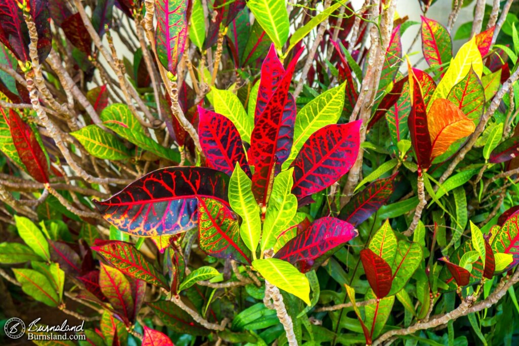 Lots of interesting plant life at Kilohana Plantation.