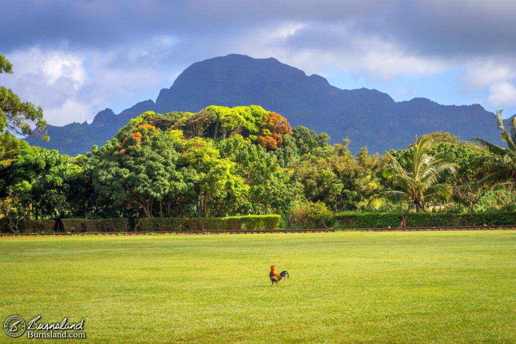 Chicken and mountain. Kauaʻi in one photo.