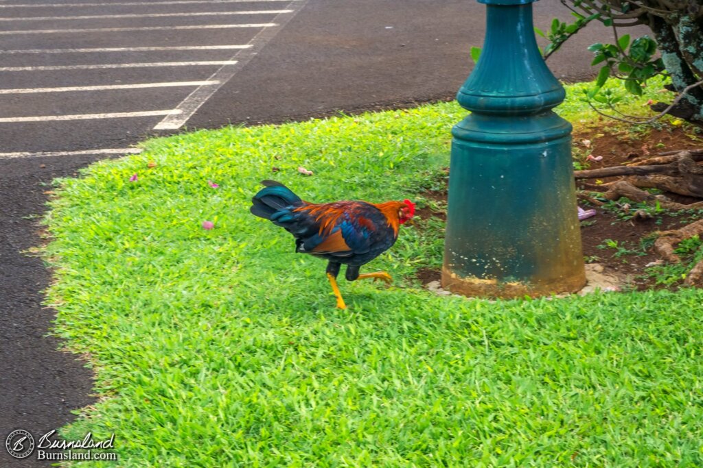 One more chicken photo before we go.