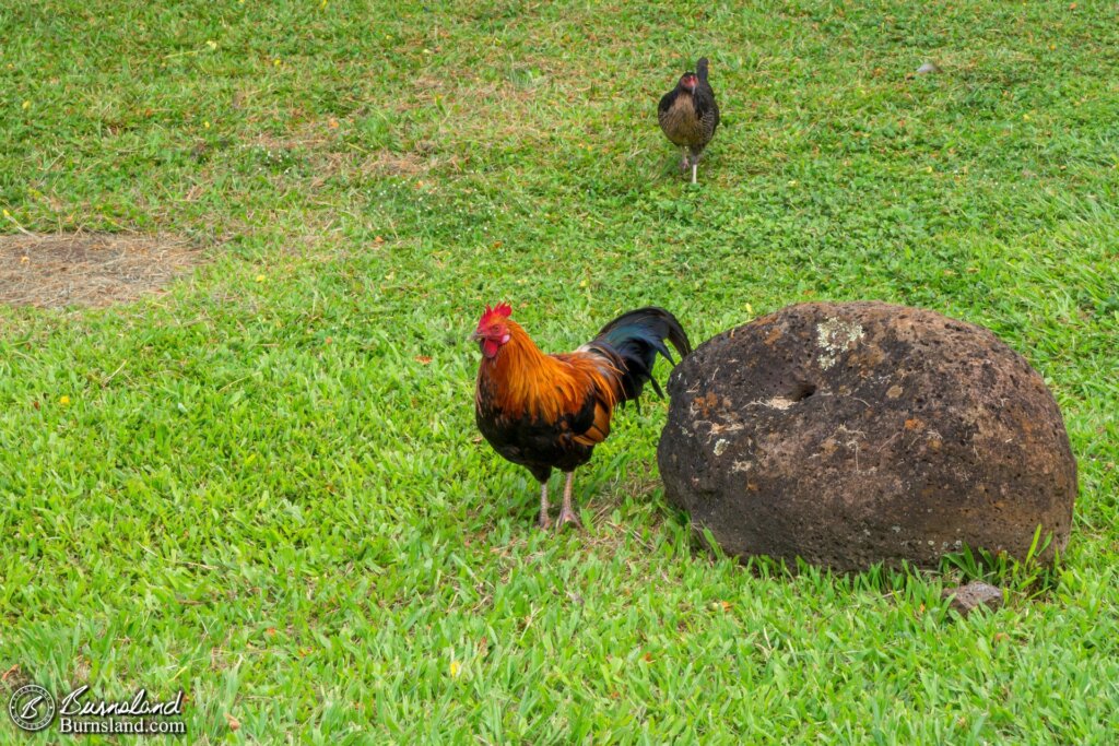 A chicken in Kauaʻi