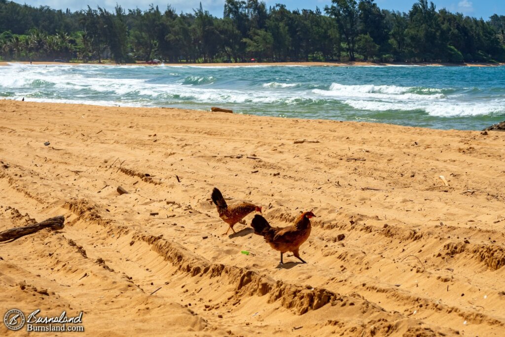 Chickens at Anahola Beach in Kauaʻi