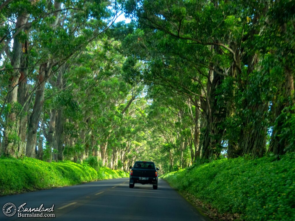 Kauaʻi Tree Tunnel