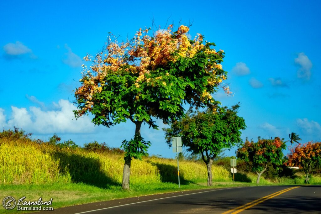 Flowering trees in Kauaʻi