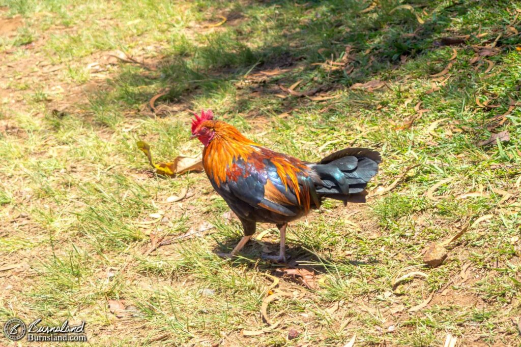 Another Kauaʻi trip report part, another chicken photo