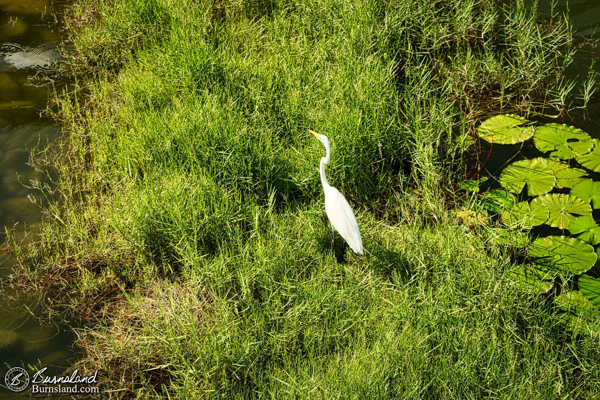 Hello there, my fine feathered friend!