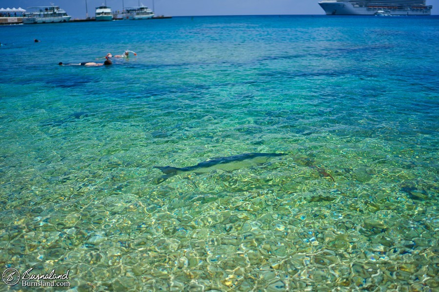 A tarpon swims in the water at a beach in George Town, Grand Cayman