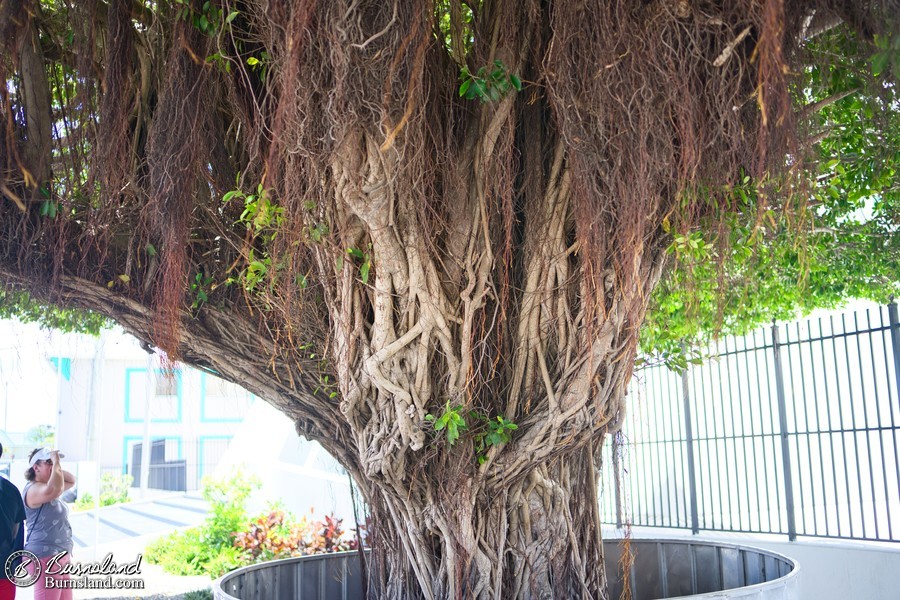 An interesting tree in George Town, Grand Cayman