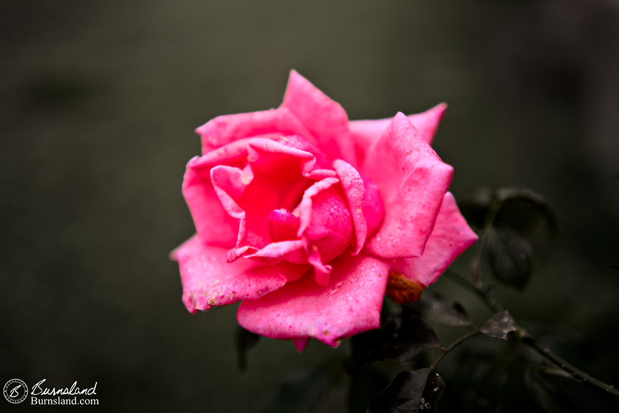 A rose blooms in late summer in our front yard, showing off its beautiful color.