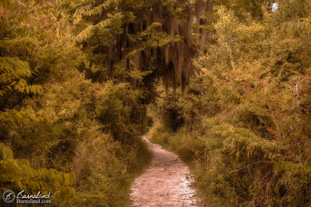 A Path to Nowhere at Circle B Bar Reserve in Florida