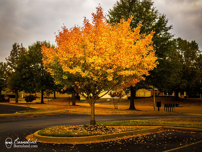 A Yellow Tree In Fall