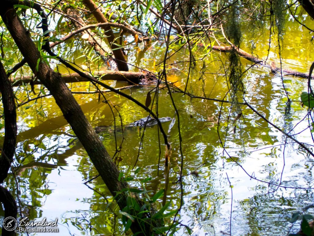 Alligators at Circle B Bar Reserve in Florida