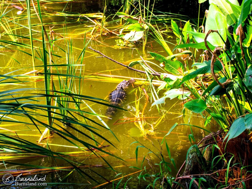 Alligators at Circle B Bar Reserve in Florida