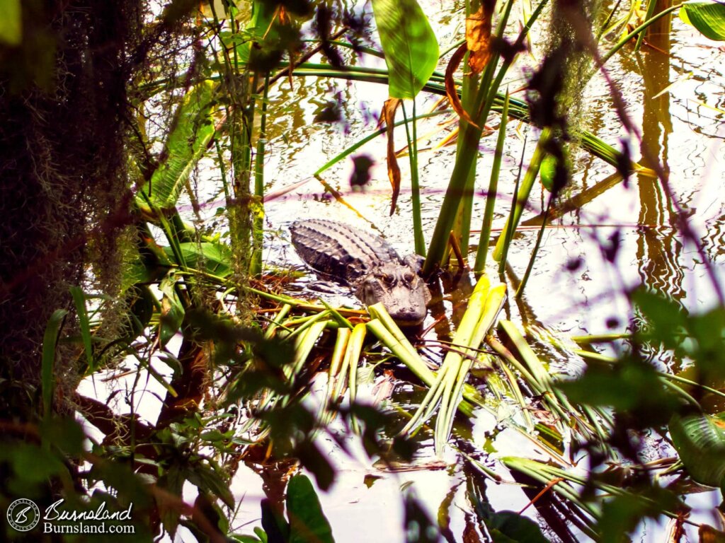 Alligators at Circle B Bar Reserve in Florida