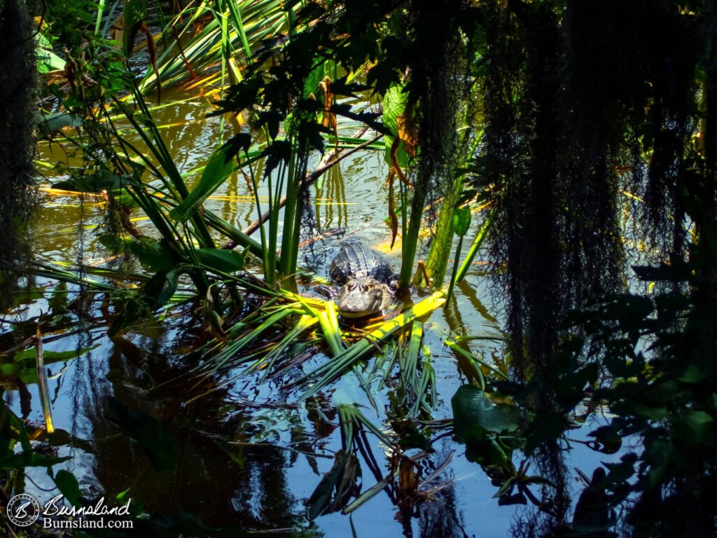 Alligators at Circle B Bar Reserve in Florida