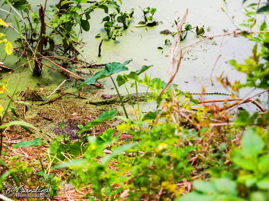 Alligators at Circle B Bar Reserve in Florida