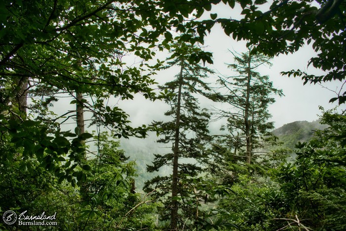 Trees and clouds in Great Smoky Mountains National Park