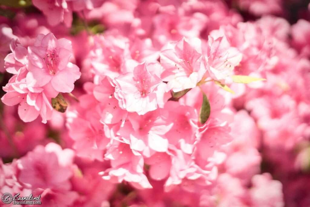 Our large pink azalea bush has bloomed once again, a sure sign that spring is in full swing. Just like clockwork.