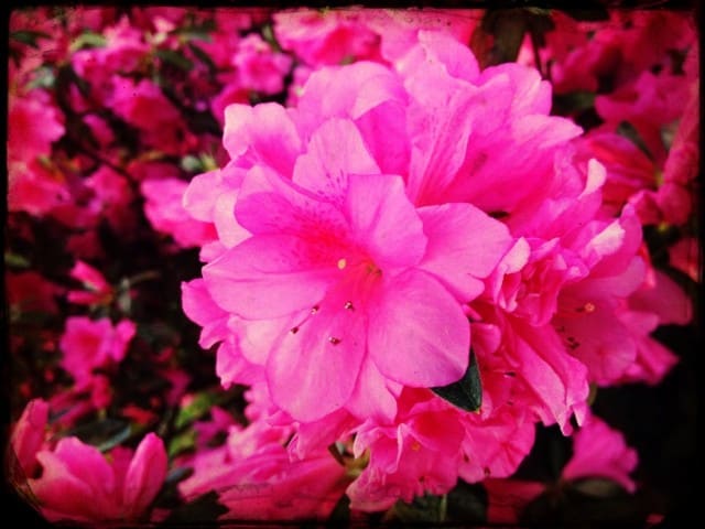 Blooming Azalea