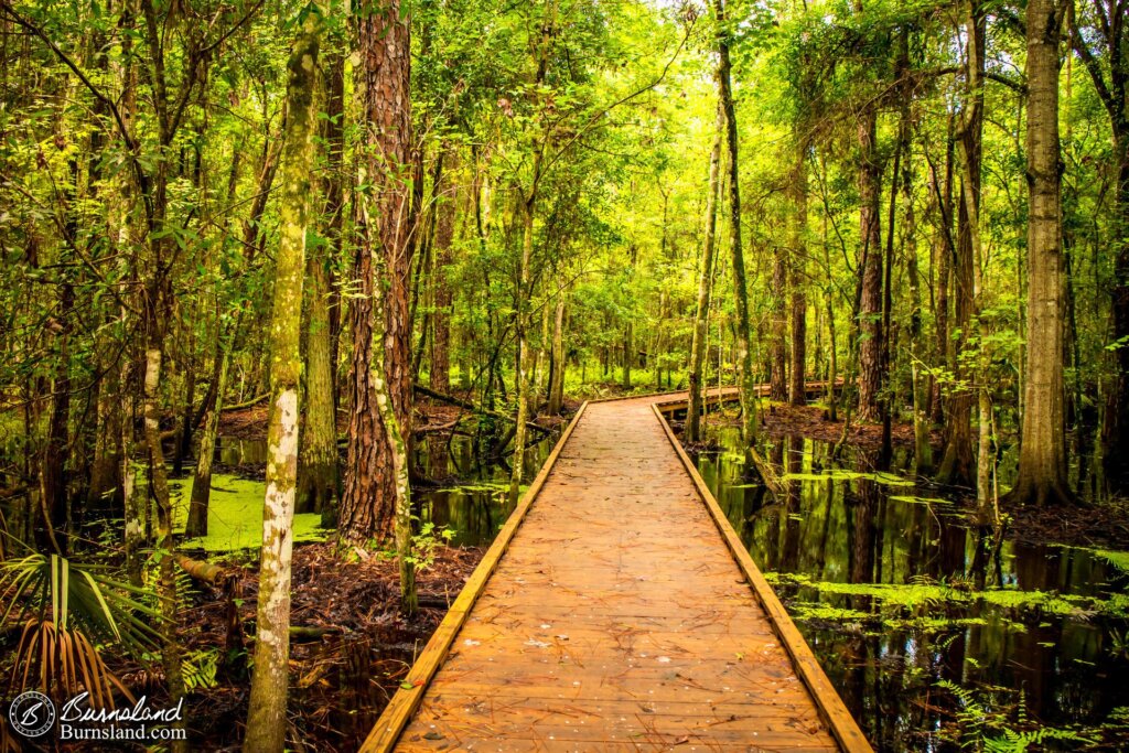 Boardwalk through the Swamp