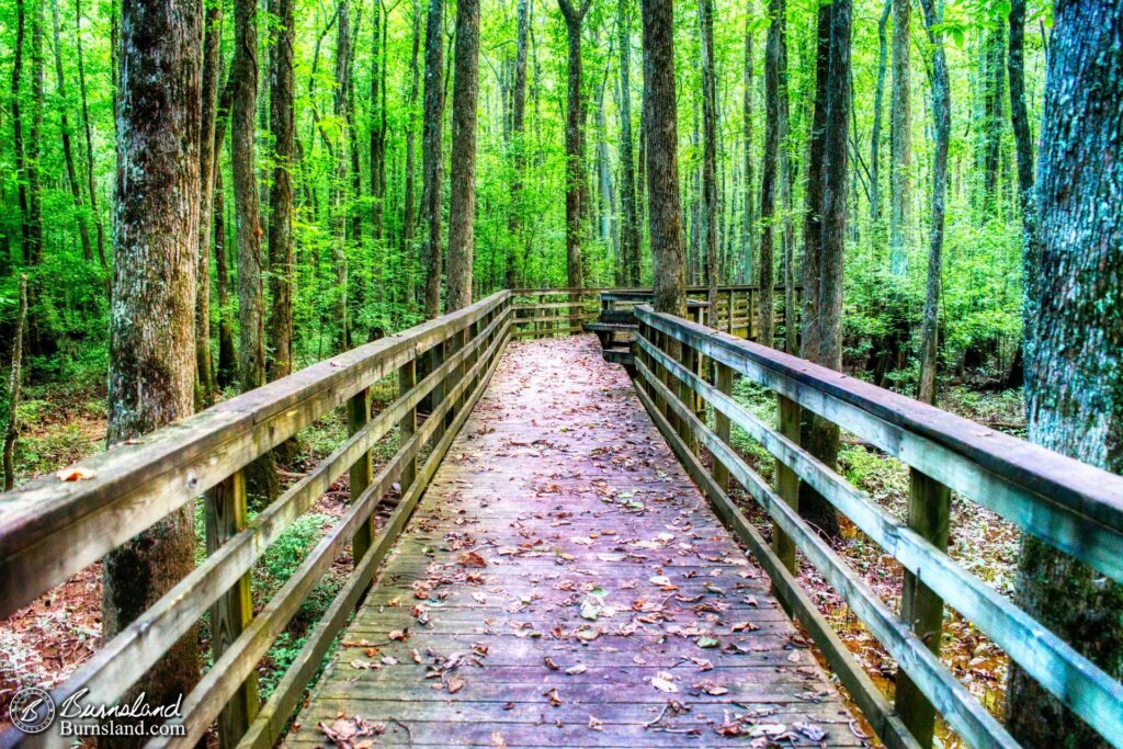 An elevated boardwalk winds through the trees at the William B. Clark State Natural Area near Rossville, Tennessee.