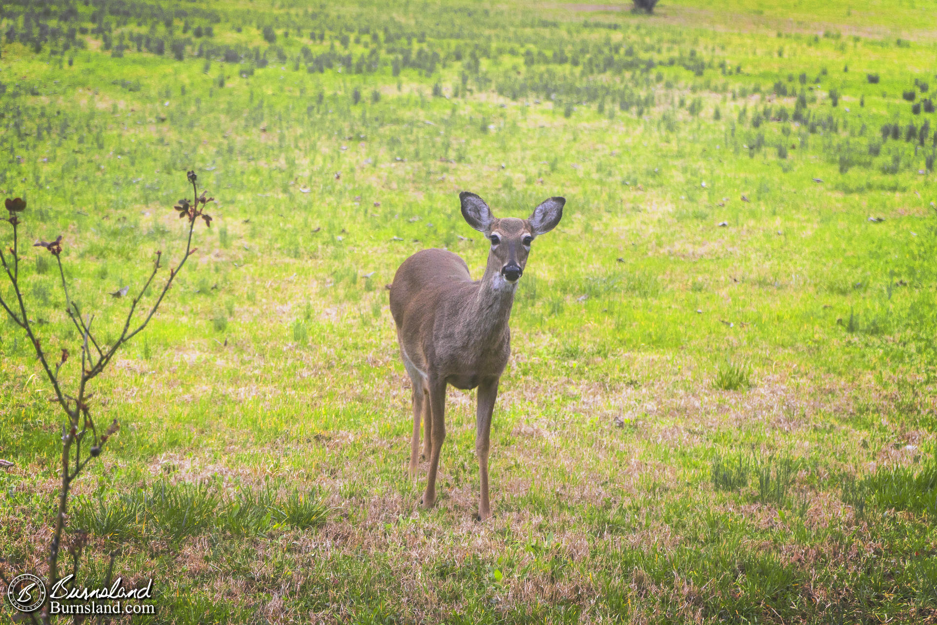 Deer in the front yard