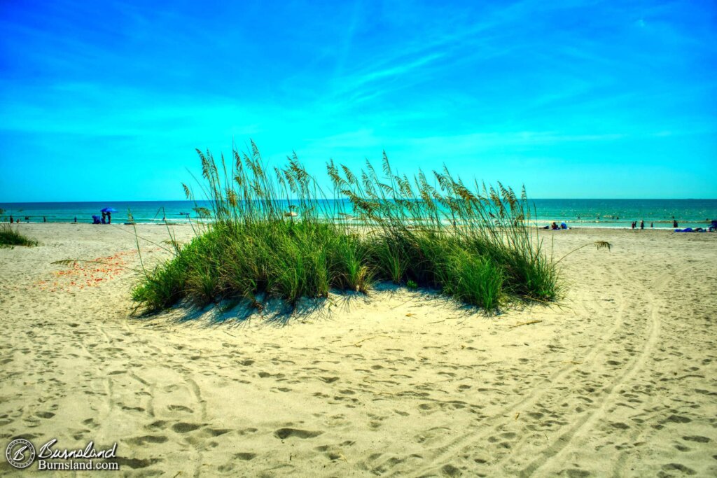 A patch of sea oats in the middle of the sand at Lori Wilson Park in Cocoa Beach, Florida