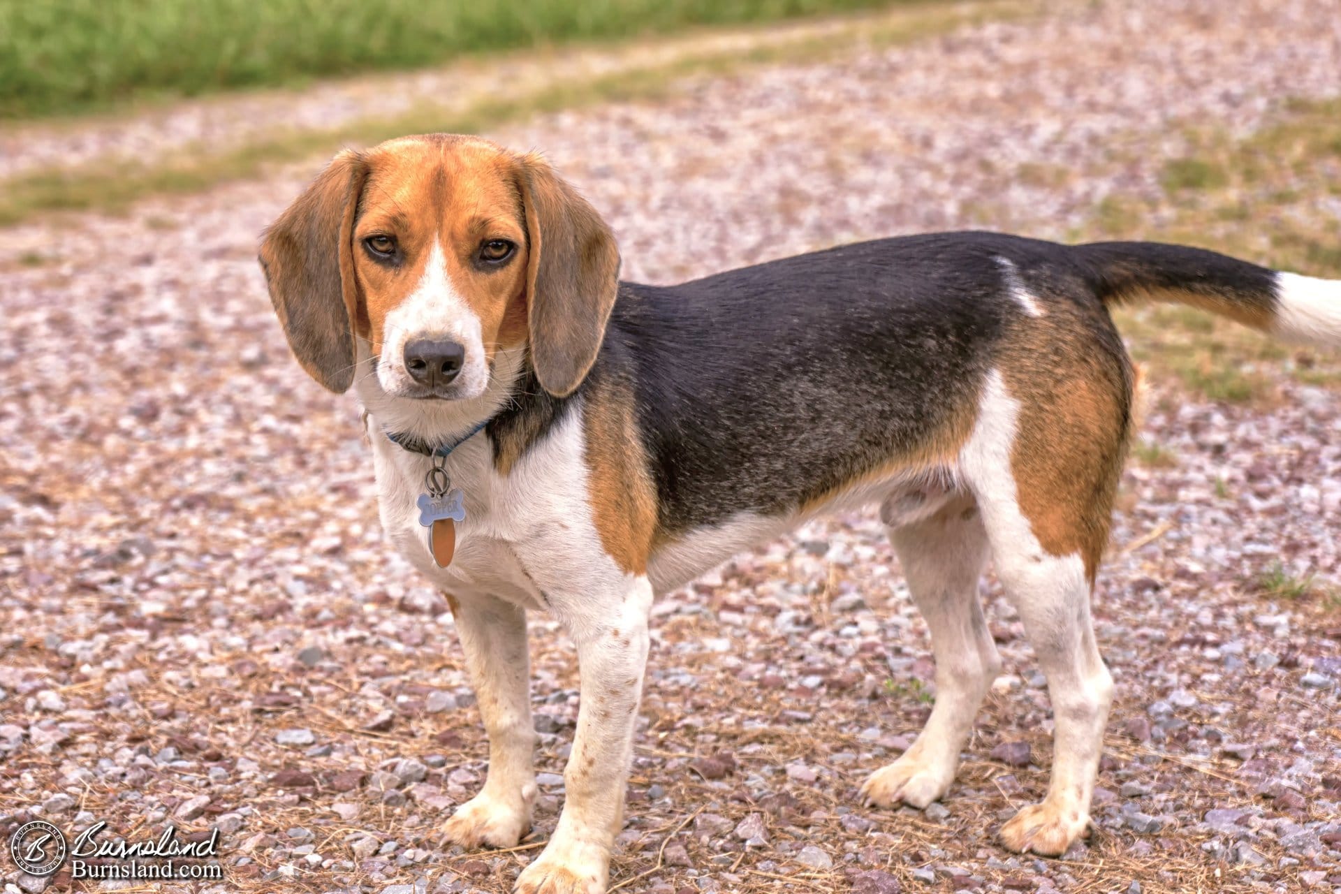 Copper the Beagle