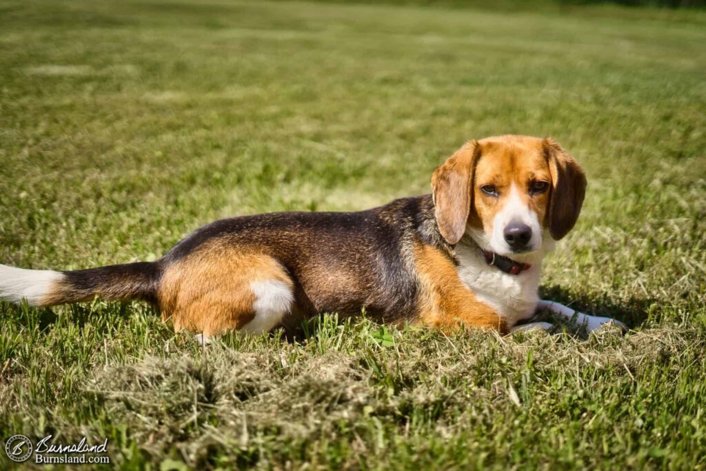 Copper the Beagle decided to take a rest break while I was outside taking springtime photos in our yard, so I took his photo, too.