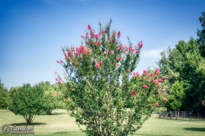 Dark pink blossoms fill the top of one of the crape myrtle trees in our front yard, and sometimes admitting you are wrong is good.