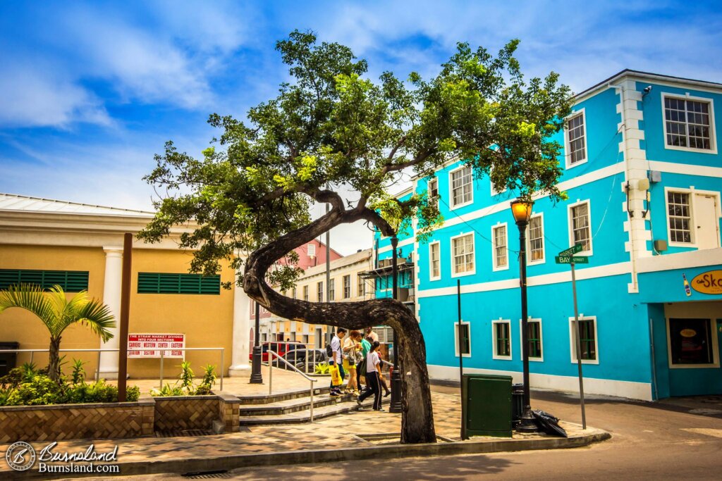 Curving Tree in Nassau