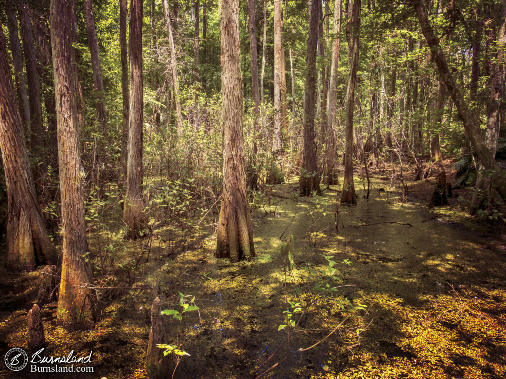 Cypress Trees in the Swamp at Shingle Creek Regional Park in Kissimmee, Florida