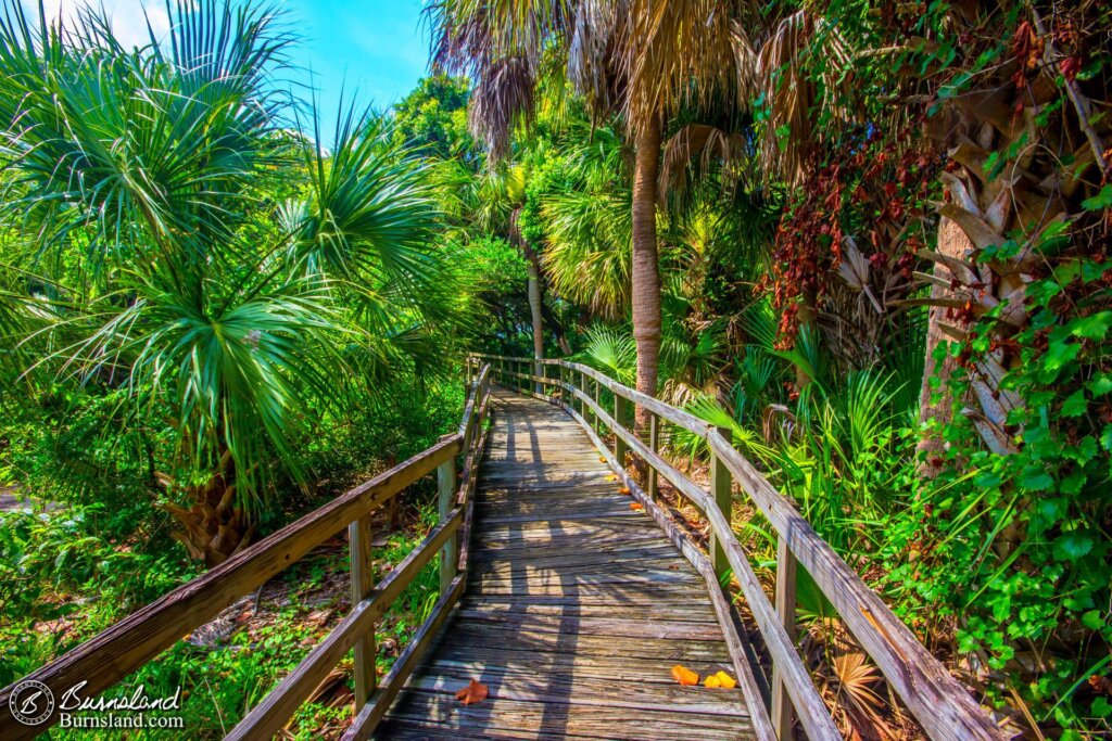 Hammock trail in Florida