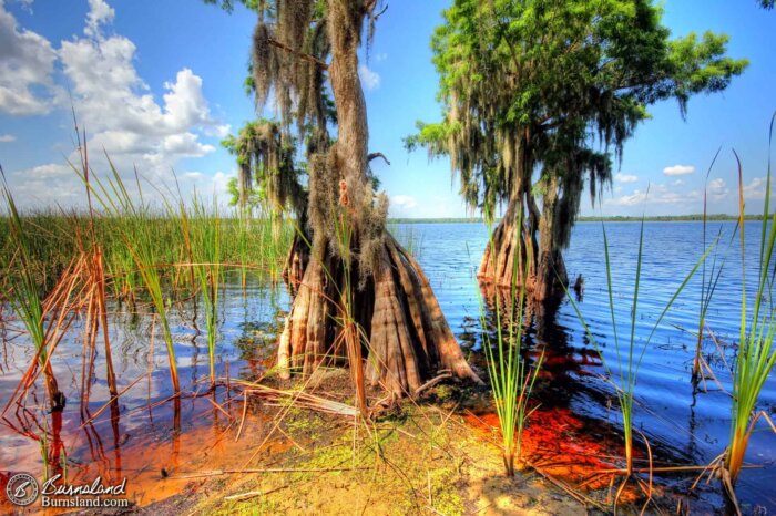 Lake Russell at the Disney Wilderness Preserve in Florida