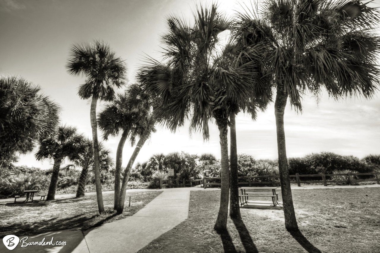 Palm trees in black and white