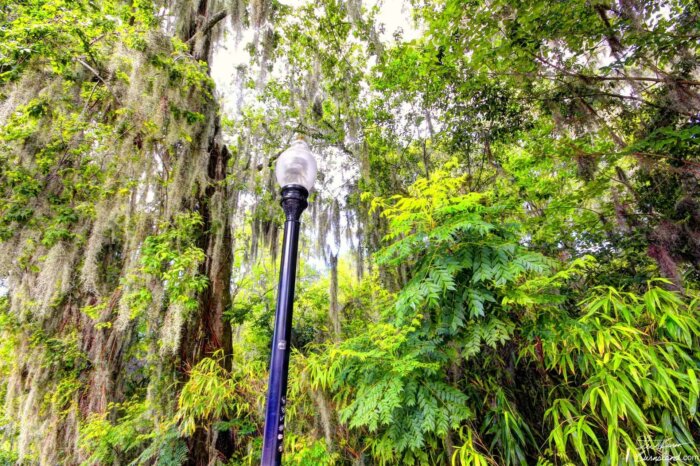 Reitz Ravine Woods at the University of Florida in Gainesville