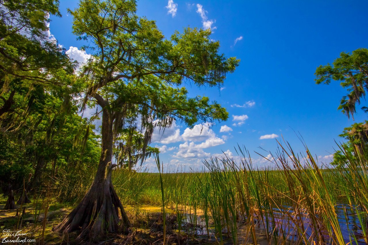 Daily Photo: Swamp View