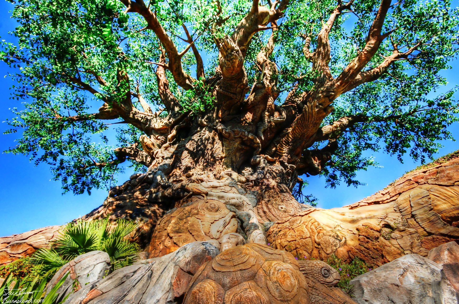 Tree of Life in Animal Kingdom at Walt Disney World