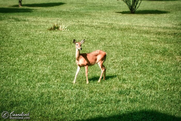 A female white-tailed deer enjoyed a snack in our front yard recently.