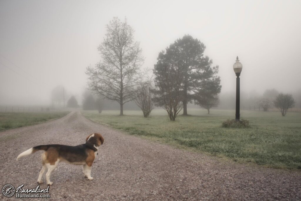 Dog in the fog