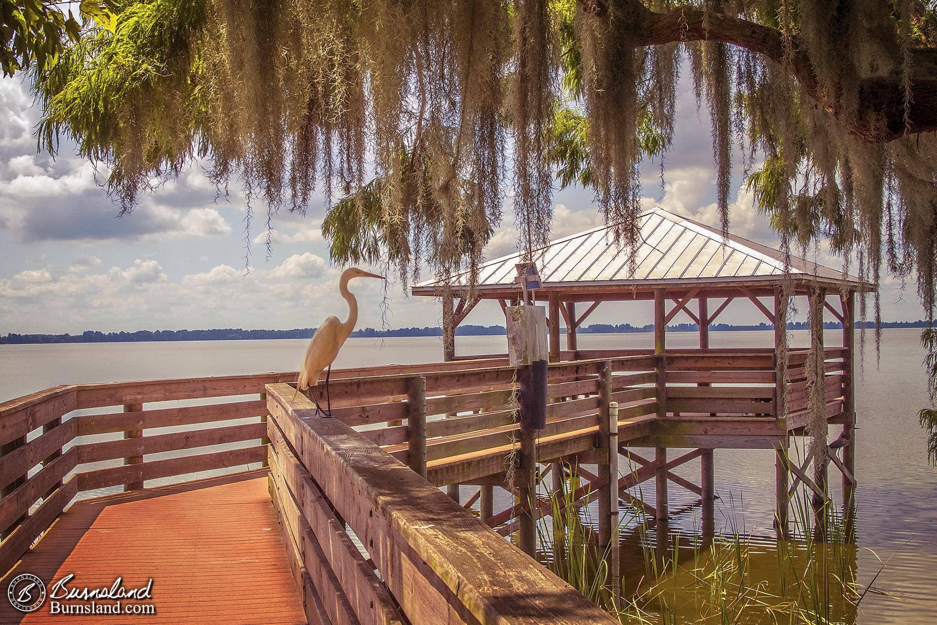 Egret on the Dock in Florida