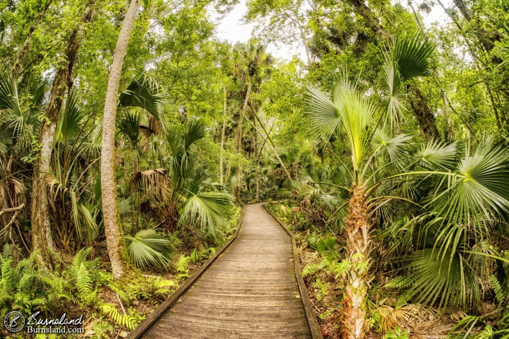 Boardwalk at Wekiwa Springs State Park in Florida