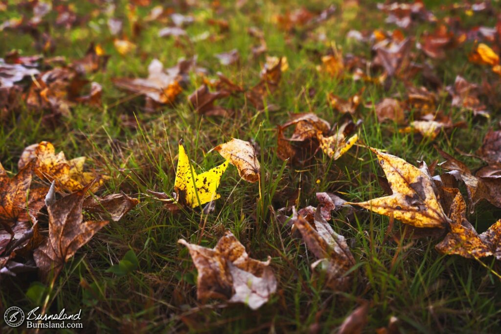 Leaves and grass in the fall