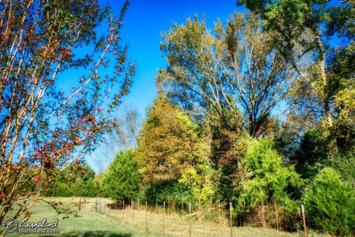 Fall colors in our yard