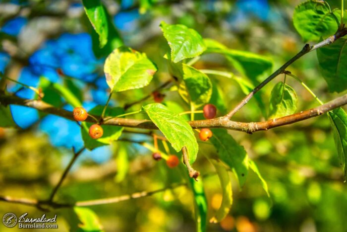 Cherries on the cherry tree