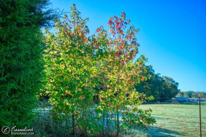 Changing sweetgum trees